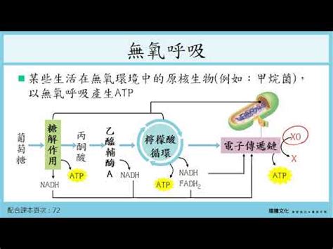 植物需要氧氣嗎|植物的呼吸作用：包括有氧呼吸與無氧呼吸